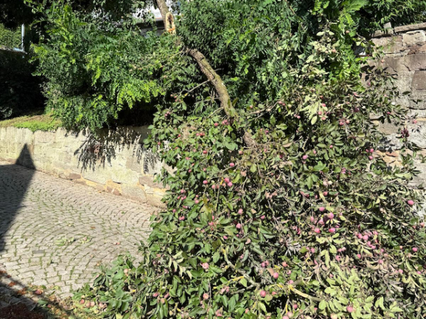 Nr. 68 - Baum auf Fahrbahn