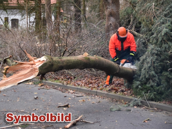 Nr. 159 - Baum auf Fahrbahn